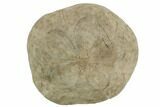 Miocene Fossil Echinoid (Clypeaster) #189430-1